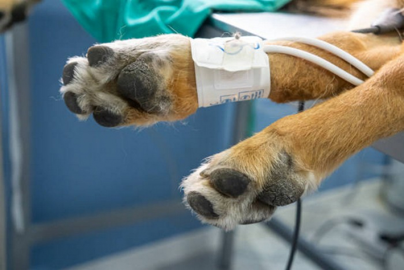 Clínica de Exames Laboratoriais Animais São Bartolomeu - Endoscopia para Animais