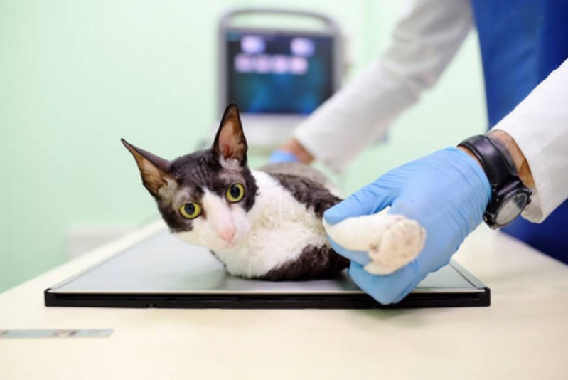 Clínica de Tomografia para Animais Monte do Carmo - Tomografia para Gatos