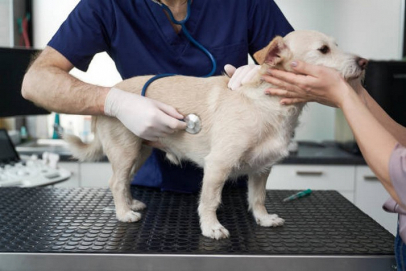 Clínica de Tomografia para Cães Candangolândia - Tomografia para Animais