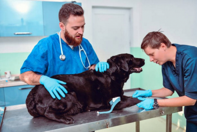 Clínica Especializada em Células Tronco para Cães com Doença Renal Papuda - Células Tronco para Cachorros com Lesão Modular