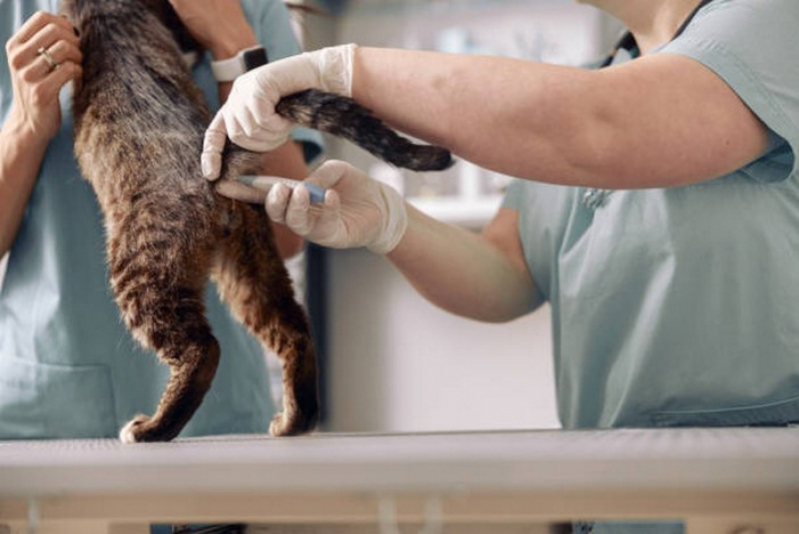 Clínica Especializada em Células Tronco para Gatos com Doença Renal São Sebastião - Células Tronco para Tratamento de Felinos