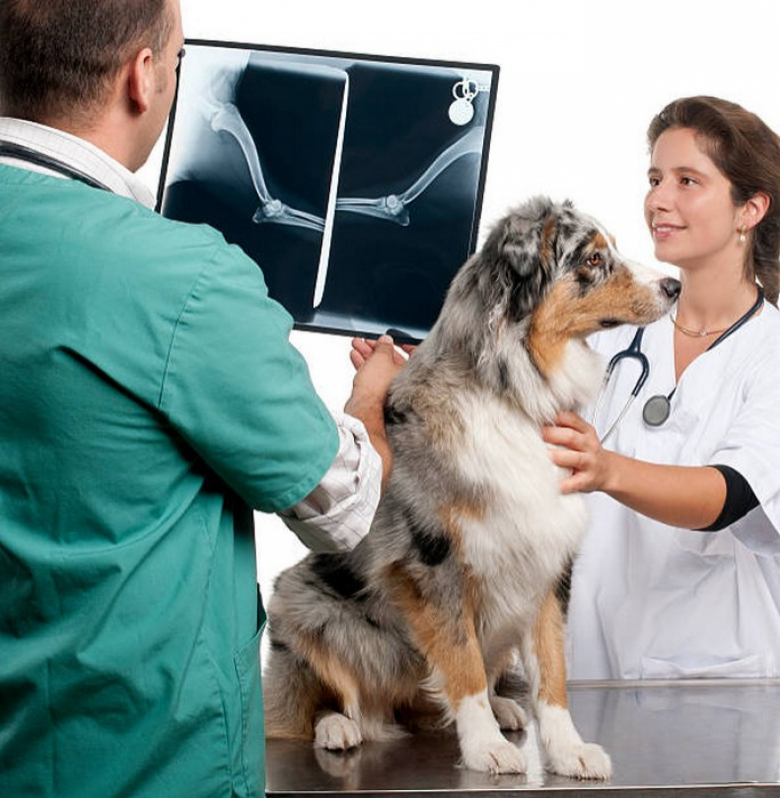 Clínica Especializada em Células Tronco para Tratamento de Animais Octogonal - Células Tronco para Cachorros com Lesão Modular