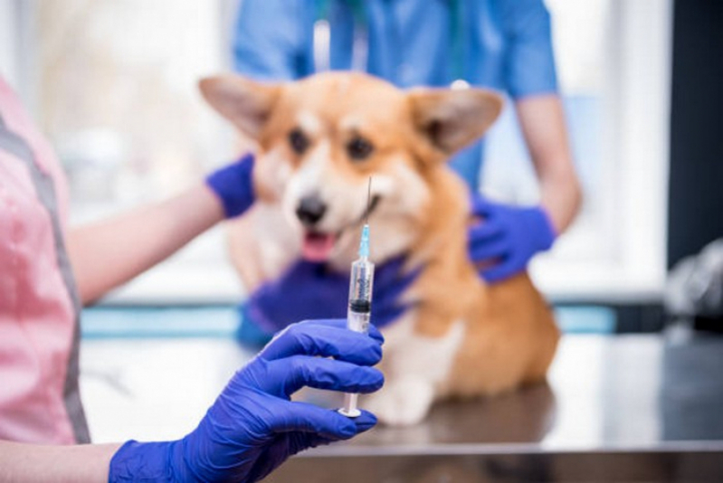 Clínica Especializada em Dermatologia Veterinaria Plano Piloto - Dermatologista para Animais