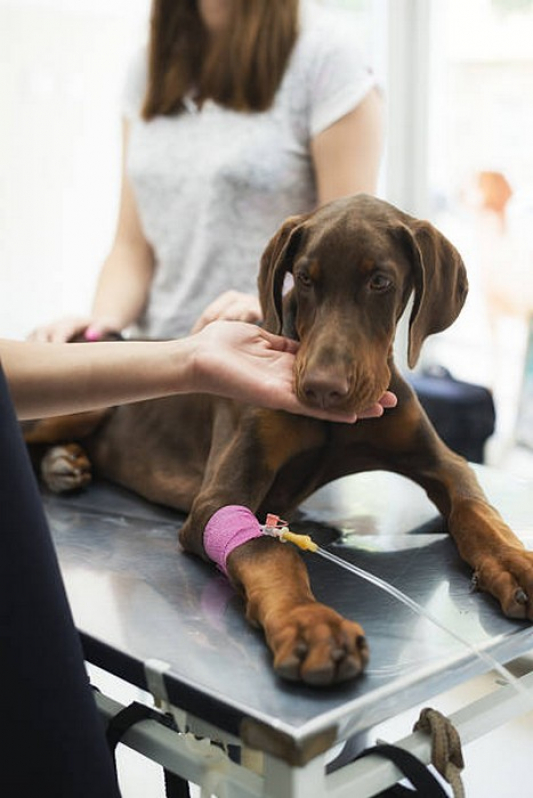 Clínica Especializada em Endoscopia Animais Unaí - Endoscopia em Cães