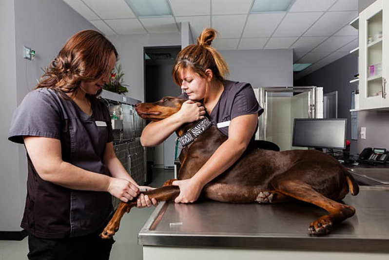 Clínica Especializada em Endoscopia em Animais de Estimação Cruzeiro Velho - Endoscopia para Animais de Estimação