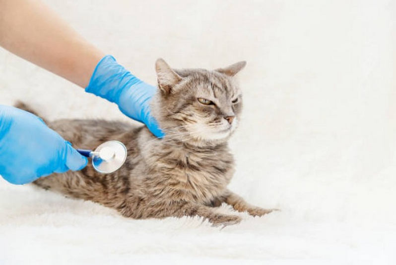 Clínica Especializada em Endoscopia em Gatos Asa Sul - Endoscopia em Gatos