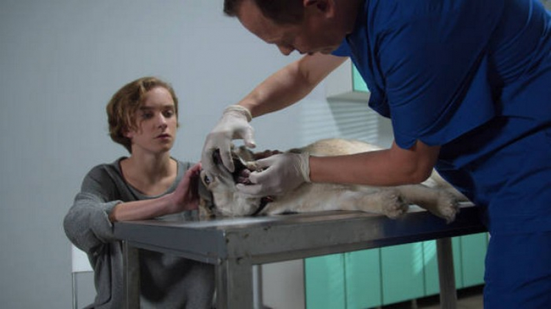 Clínica Especializada em Endoscopia para Animal Sobradinho - Endoscopia para Cães
