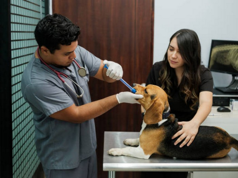 Clínica Especializada em Exame de Fezes em Caes Candangolândia - Exame de Urina em Cães