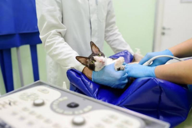 Clínica Especializada em Exame de Sangue Gato Miranorte - Exame de Raiva em Gatos