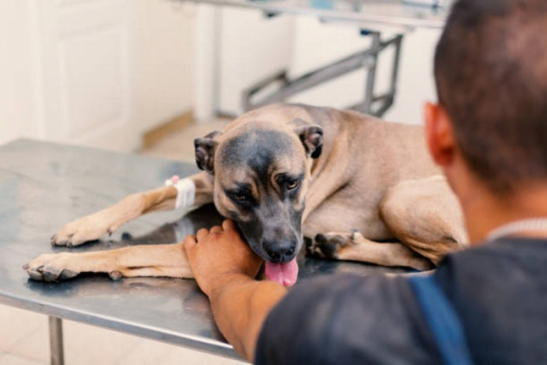Clínica Especializada em Exame Fezes Cachorro Anápolis - Exame de Urina em Cães