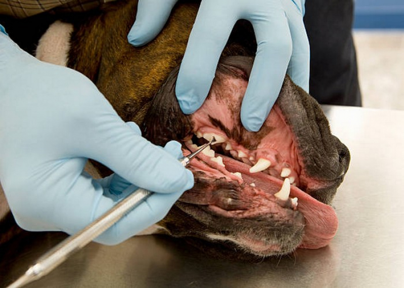 Clínica Especializada em Odontologia Canina Tocantínia - Odontologia para Gatos