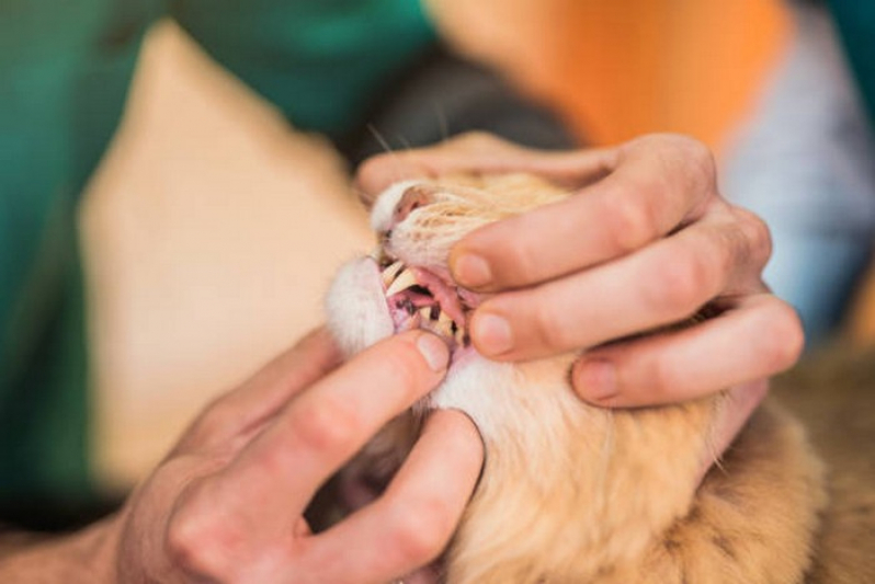 Clínica Especializada em Odontologia de Pequenos Animais Luziânia - Odontologia Felina