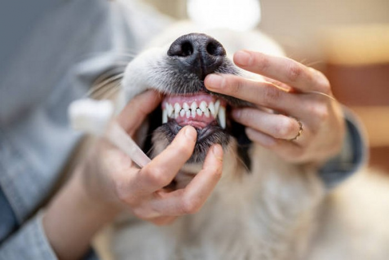 Clínica Especializada em Odontologia em Pequenos Animais Candangolândia - Odontologia para Cachorro