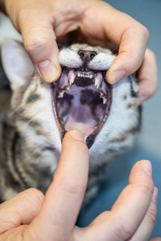 Clínica Especializada em Odontologia Felina Pugmil - Odontologia Animal
