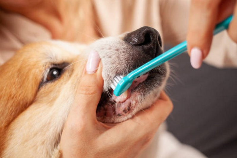 Clínica Especializada em Odontologia Gatos Palmeiras de Goiás - Odontologia para Cachorro Águas Claras