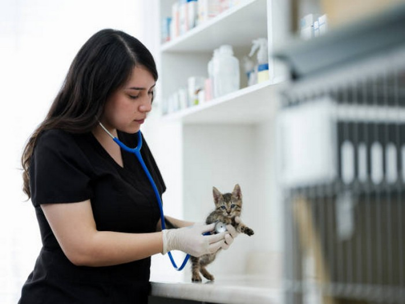 Clínica para Internação para Animais de Estimação Formosa - Internação para Gatos