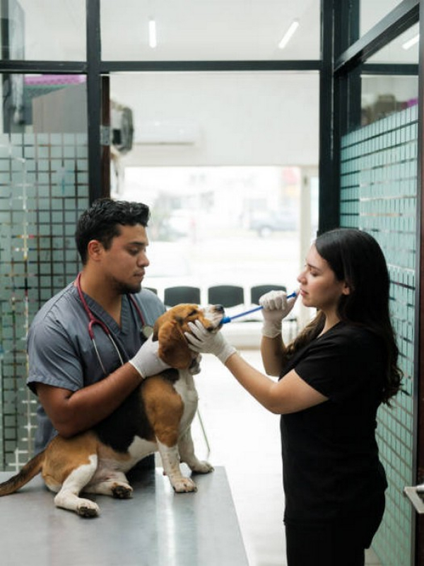 Clínica para Internação para Cachorro Abadiânia - Internação para Animais de Estimação