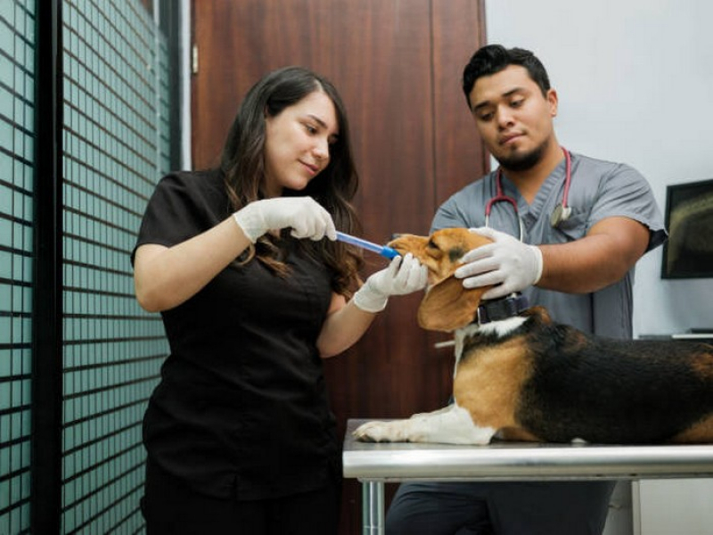 Clínica para Internação para Cães e Gatos Taguatinga - Internação para Animais