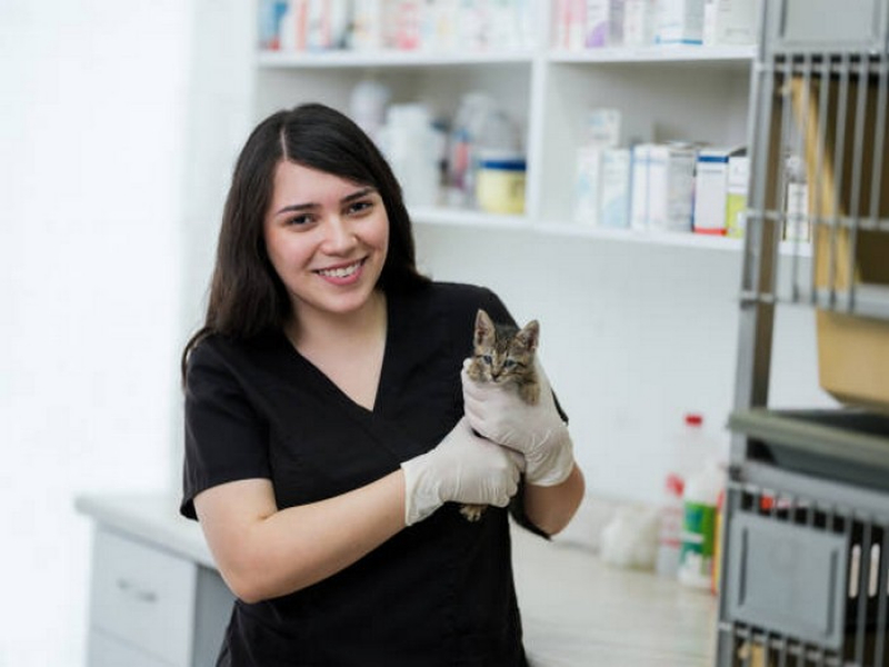 Clínica para Internação para Gatos Asa Sul - Internação para Animais Domésticos