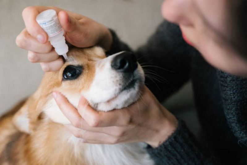 Clínica Que Faz Células Tronco para Cachorros com Lesão Modular Gameleira - Células Tronco para Tratamento de Cães com Cinomose