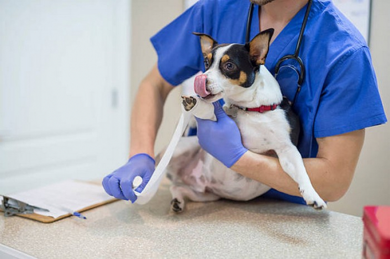 Clínica Que Faz Células Tronco para Cães com Doença Renal Gama - Células Tronco para Cachorros