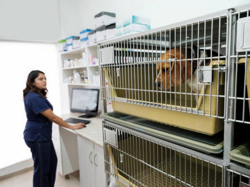 Clínica Que Faz Cirurgia Castração Cachorro Jardim do Ingá - Cirurgia de Castração de Gato