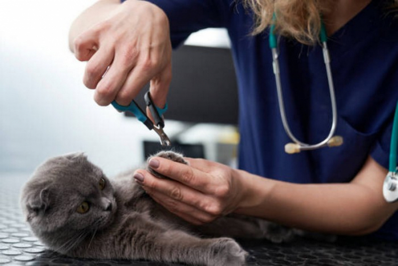 Clínica Que Faz Cirurgia de Castração em Gatos Novo Gama - Cirurgia de Castração de Gato