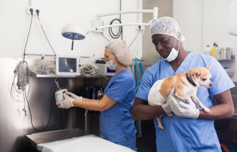 Clínica Que Faz Cirurgia Veterinária Básica Aparecida do Rio Negro - Cirurgias para Animais