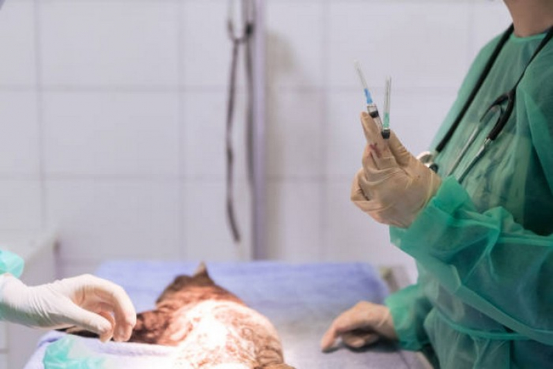 Clínica Que Faz Cirurgias para Animais Pirinópolis - Cirurgias para Animais