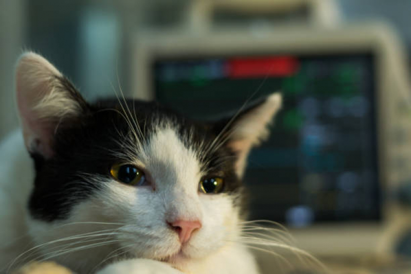 Clínica Que Faz Eletrocardiograma para Gatos Goianápolis - Eletrocardiograma para Cachorro