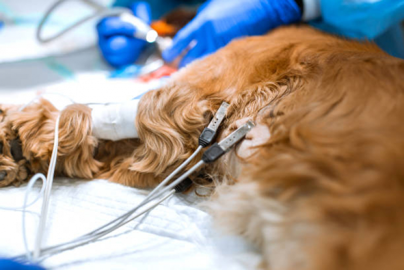 Clínica Que Faz Eletrocardiograma Pet Gama - Eletrocardiograma para Cachorro