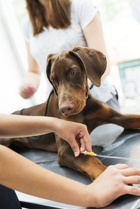 Clínica Que Faz Endoscopia Animais Boa Vista - Endoscopia para Animais de Estimação