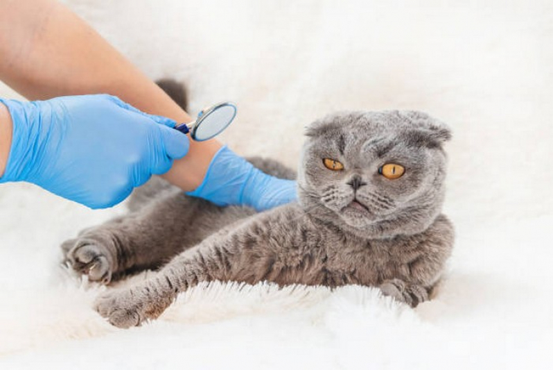 Clínica Que Faz Endoscopia em Gatos Fátima - Endoscopia em Animais de Estimação