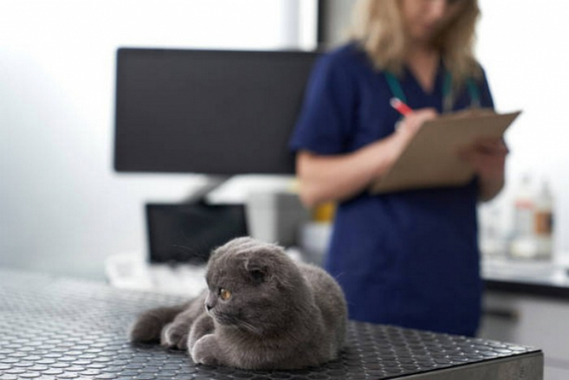 Clínica Que Faz Exame de Raiva em Gatos Monte do Carmo - Exame de Sangue para Gatos