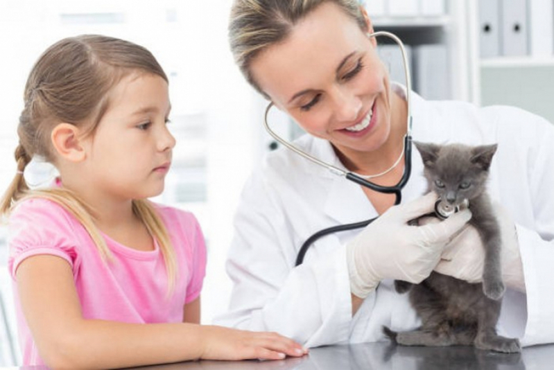 Clínica Que Faz Exame de Sangue Gato Cristalina - Exames de Rotina para Gatos