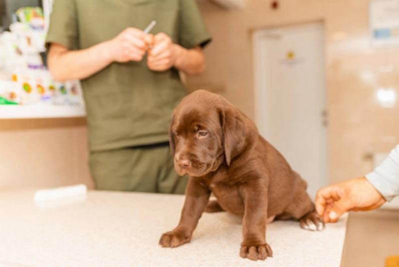 Clínica Que Faz Exame de Urina em Cães Terezópolis de Goiás - Exames Laboratoriais de Cachorro