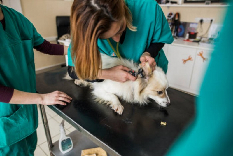 Clínica Que Faz Ultrassonografia Animal Lajeado - Ultrassom em Pet