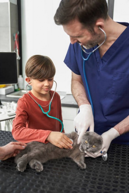 Clínica Veterinária para Gatos Contato Miranorte - Clínica Veterinária para Gatos