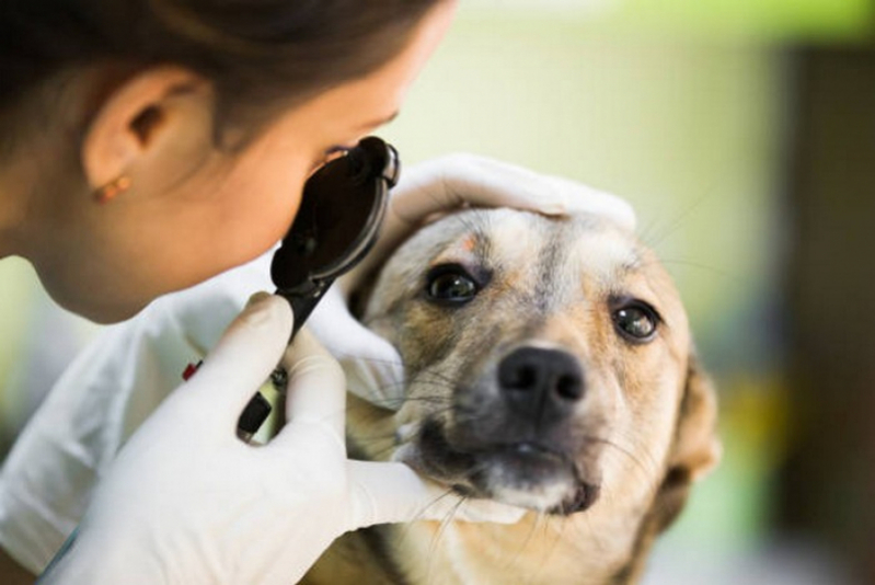Dermatologia de Pequenos Animais Agendar Lago Norte - Dermatologia Veterinaria