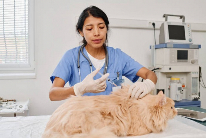 Dermatologia em Caes e Gatos Marcar Bom Sucesso - Dermatologia em Pequenos Animais