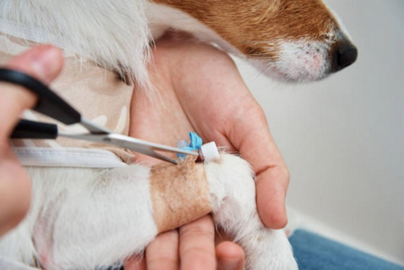 Dermatologista de Animais Agendar Bom Sucesso - Dermatologia em Pequenos Animais