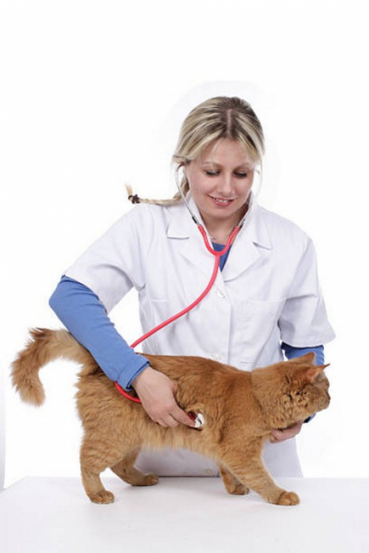 Ecocardiograma para Cães Marcar Samambaia - Eco para Gatos