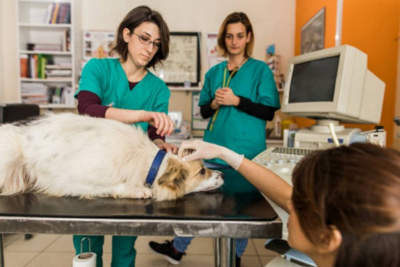 Ecocardiograma Veterinário Marcar Goianápolis - Exame Ecocardiograma para Cachorro