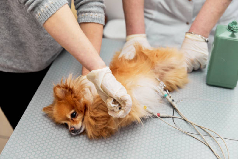 Eletrocardiograma em Animais Agendar Nova Veneza - Eletrocardiograma para Cachorro