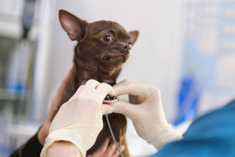 Eletrocardiograma em Animais de Pequeno Porte Marcar Bom Sucesso - Eletrocardiograma para Pet