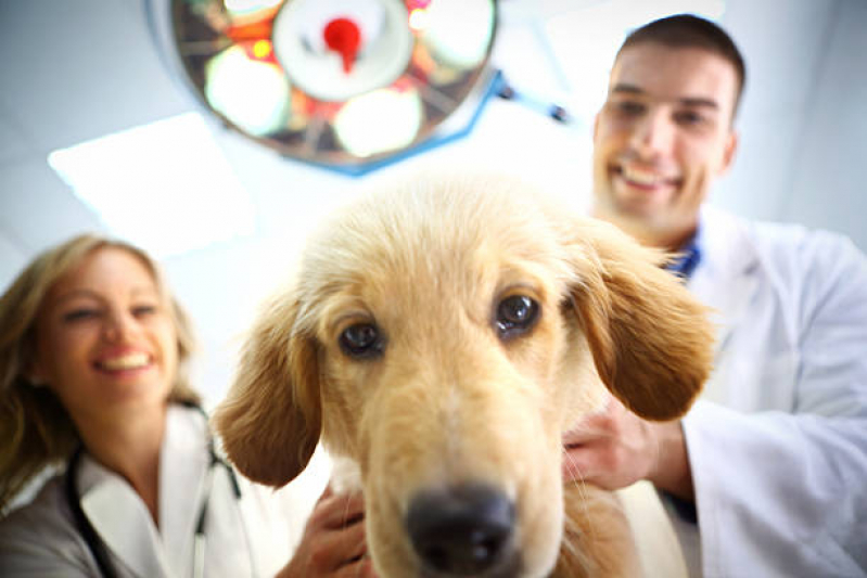 Eletrocardiograma em Cães e Gatos Guará - Eletrocardiograma em Animais de Pequeno Porte