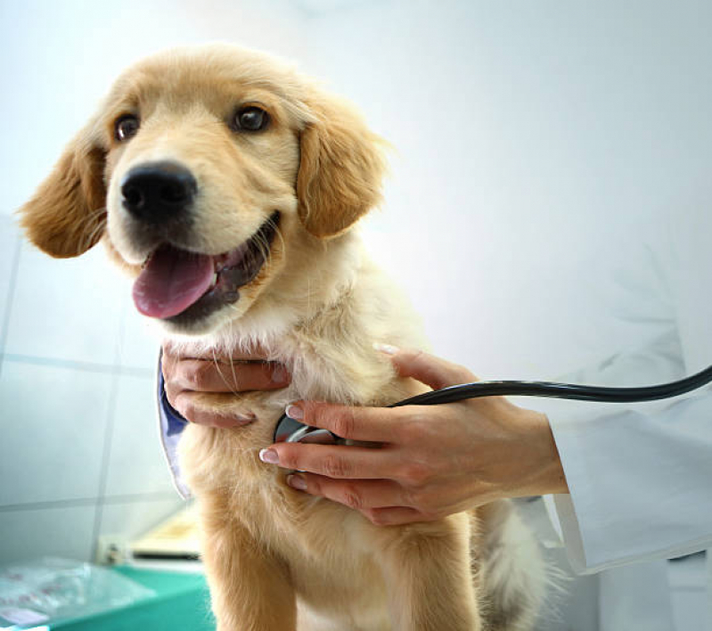 Eletrocardiograma para Animais Agendar Unaí - Eletrocardiograma em Cães e Gatos