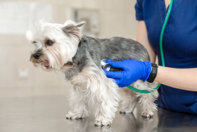Eletrocardiograma para Cachorro Marcar Catalão - Eletrocardiograma em Animais de Pequeno Porte