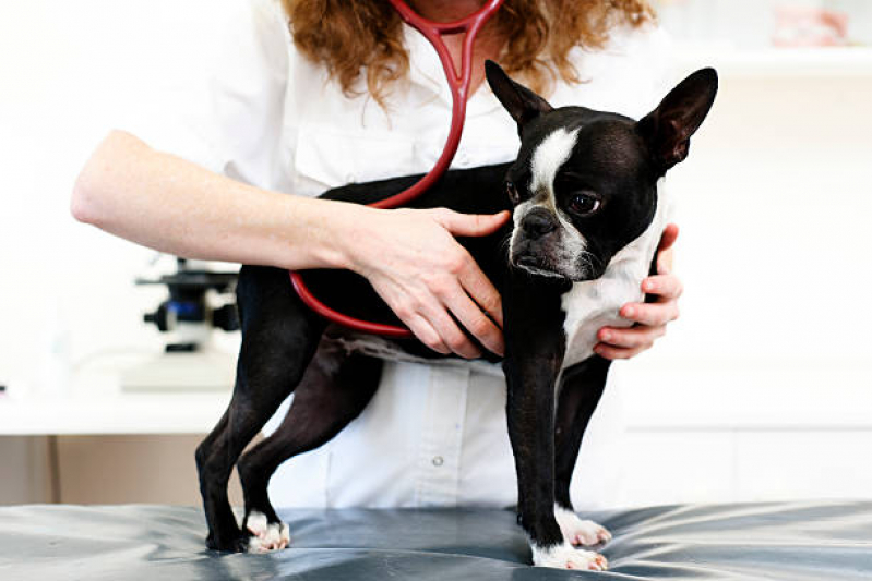 Eletrocardiograma para Cachorro Jardim do Ingá - Eletrocardiograma para Pet