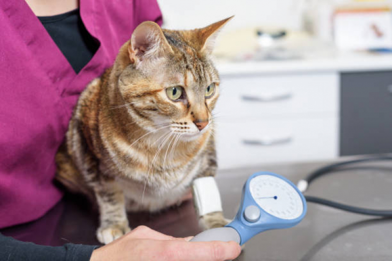 Eletrocardiograma para Gatos Agendar Ceilândia - Eletrocardiograma em Cães e Gatos
